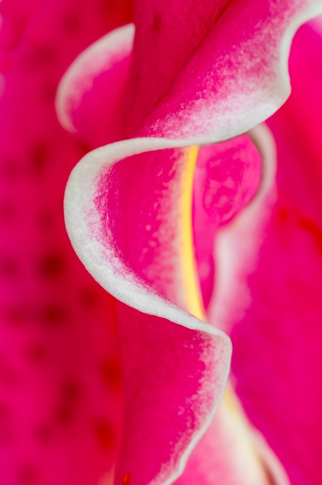 fine art wall art abstract flower colorful macro plants Garden gardening prints