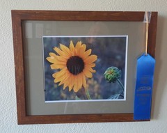 Matted Photograph: Sunflowers 1