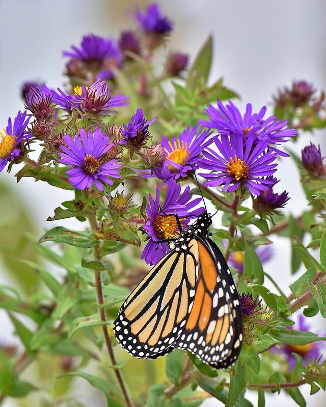 Art Photograph 8×10 Glossy Monarch Butterfly Wildflowers Artist Signed
