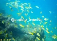 Digital Image Picture Photo Pic Andaman India underwater coral life scuba AND082