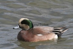 American Widgeon Photo, Pick One Image – Various Sizes