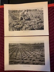 Vintage Pictures of Palestine, Israel, Holy Land, Hefner & Berger