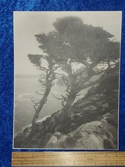 Leopold Hugo Signed Monterey Coast Cyprus Photograph