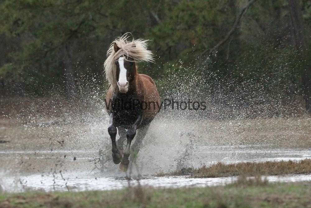 Chincoteague Pony Photo -Stallion Riptide- Pick One Image -Various Sizes