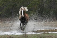 Chincoteague Pony Photo -Stallion Riptide- Pick One Image -Various Sizes