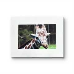 Giraffe Close Up Photo – Matted 8×10 African Wildlife Animal Wall Art