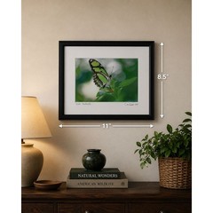 Signed Lance Cooper Dido Butterfly Framed Photo Print 2007 Nature Photography