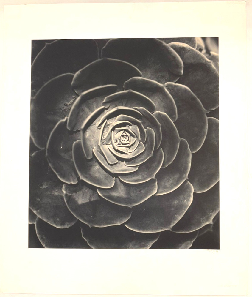 Large Close-Up 24″ x 20″ B & W Photograph of a Rose -1994-Mark Bugzester