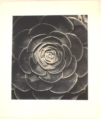 Large Close-Up 24″ x 20″ B & W Photograph of a Rose -1994-Mark Bugzester