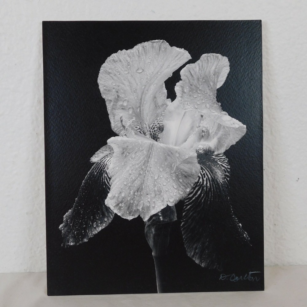 Blooming Iris Black White Foam Mounted Signed D Carlton Photo Pacific NW Artist