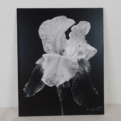 Blooming Iris Black White Foam Mounted Signed D Carlton Photo Pacific NW Artist