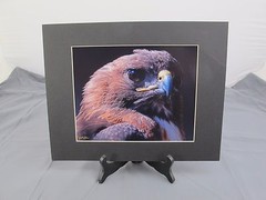 9.5″ x 7.5″ Red Tailed Hawk Head shot Black Matted Wildlife Photography «VH»