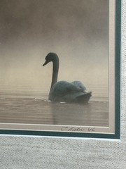 Family Of Swans Edward Robinson Nature Photographer Signed Photo Matted & Framed