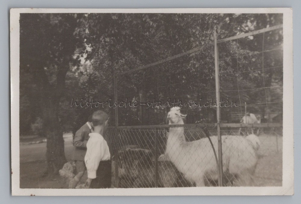 Basel Switzerland 1929 – Zoological Garden Llama – Old Photo 1920s