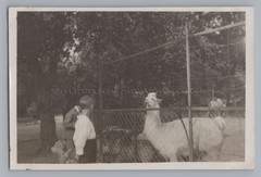 Basel Switzerland 1929 – Zoological Garden Llama – Old Photo 1920s