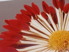LOT OF 3 ORIGINAL COLOR PHOTOGRAPHS OF PLANTS FLOWERS 14.5 X 10.25 INCHES