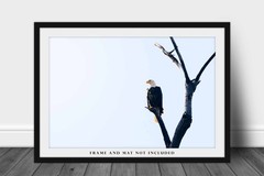 Bald Eagle Photography Print: Oklahoma, National Bird, Wildlife, Picture, Photo