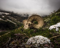 Bighorn Sheep Skull 8″x10″ Photograph Print 8×10