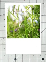 Sally Gall (b. 1956) Art Announcement Card 2008 – Crawl – 5” X 7”