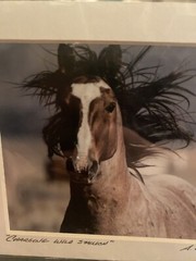 A.C. Kandler Fine Art Photograph Wild Horse “Charging Wild Stallion” – 5”x7”