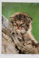 BOBCAT KITTEN Wildlife Baby Photography 249/450 Signed Matted Framed 18×15 Sweet