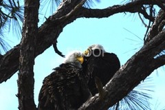 Color print of two American bald eagles