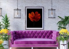 Orange Cosmos Flower, Picture Print, Modern Floral Wall Decor, 16x20inch