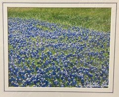 Color photograph signed matted 11 x 14 inch Texas Bluebonnets field
