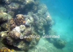 Digital Image Picture Photo Pic Andaman India underwater coral life scuba AND046