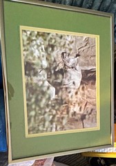 Vintage Signed 1984 Photo of Rhino