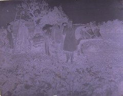 Vintage Ox Team Historic Large Glass Negative No 2