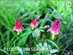 Eastern Red Columbine – Hi-res Photogra[hic Print 8″ x 10 1/2″ By L Seabrook