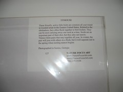 Titmouse Bird Matted Photo, 8″x10″, Nature Focus Art, pre-owned (Unopened)