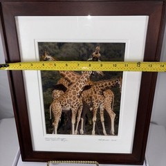 Framed Giraffe Photograph Signed Pat Benter Kenya Wildlife 16×13