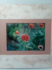 Marigold Double Matted Photo 3.5×5 in 8×10 Matted Frame Includes Hanging String