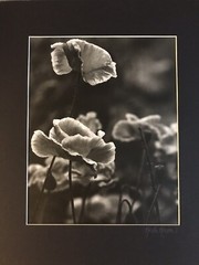 KRISTA ROSSOW SIGNED MODERN PHOTOGRAPHY MATTED OREGON ARTIST POPPY FLOWER NATURE