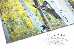 Mule Deer Photography Print: Colorado Wildlife Aspen Trees Autumn Animal Photo