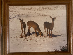Framed Whitetail Buck Wildlife Photographs Pair 11×9.5 Lodge Art