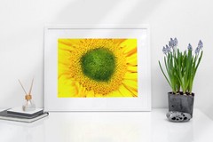 «EYE OF THE SUNFLOWER» 4×6 » MATTED AND FRAMED PHOTO PRINT, READY TO HANG