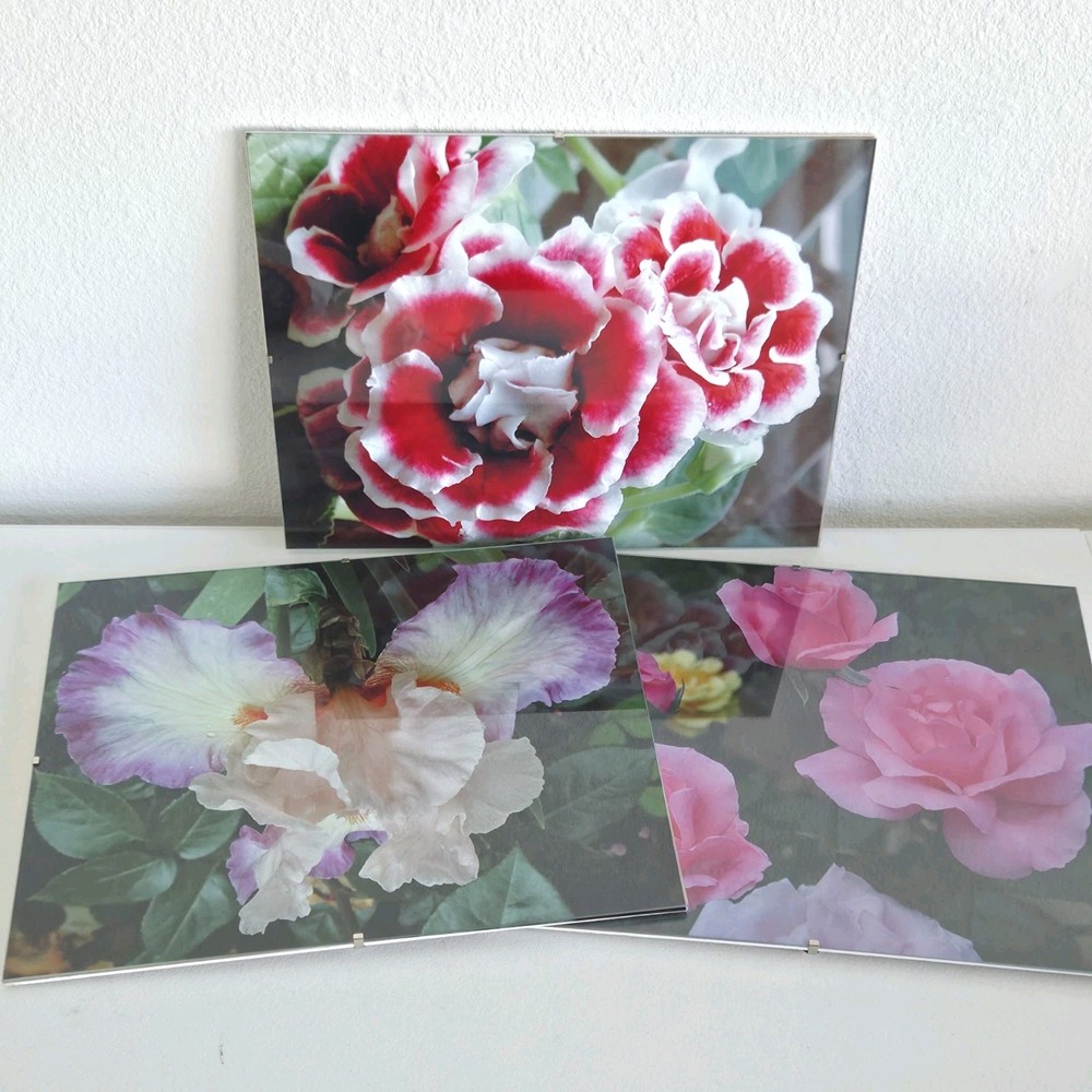 Lot Of 3 Framed Wall Decor Photographed Pictures Feat. Vibrant Flowers 14″ x 12″