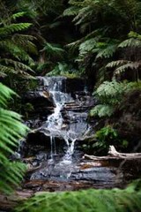 Digital Image Picture Photo Pic Wallpaper Background Rain Forest Spring Creek 62