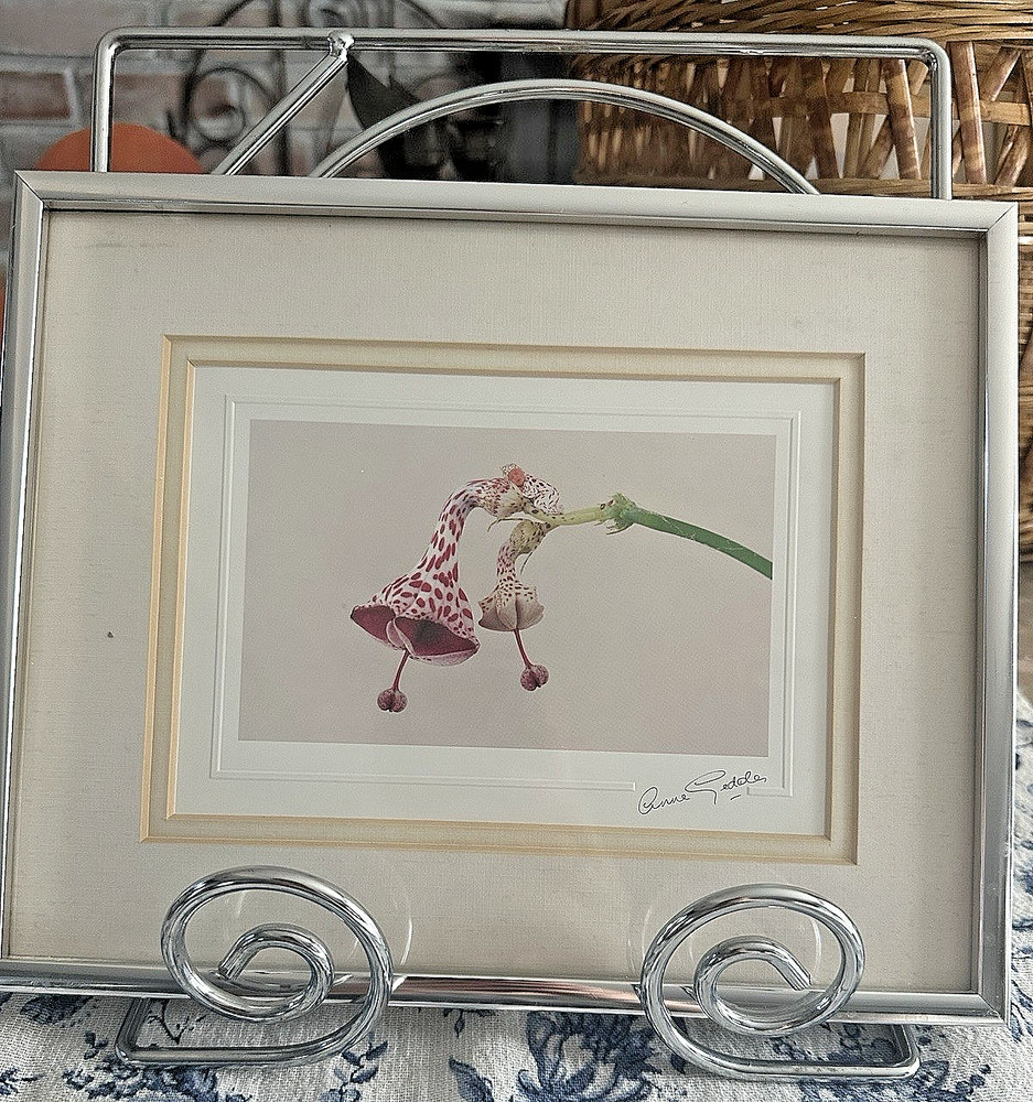 Anne Geddes Signed Framed Flower Color Photograph Still Life Landscape Art