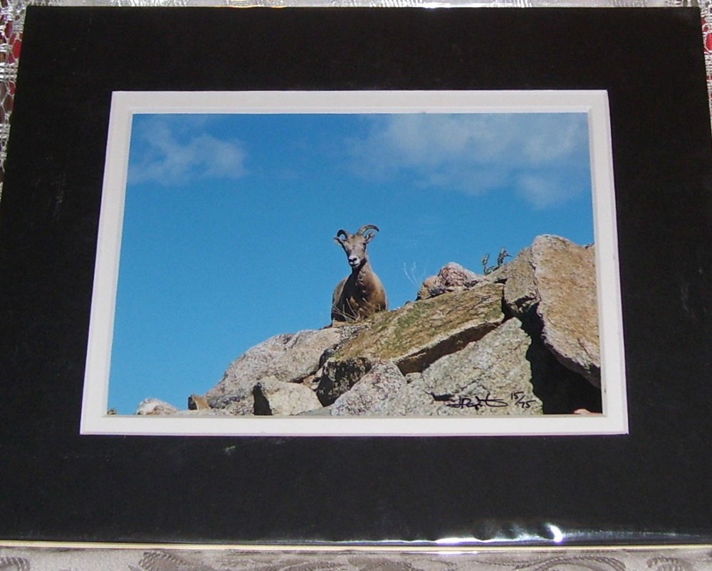 PHOTO ART MOUNTAIN GOAT MT EVANS CO 5X7 MATTED TO 8X10 SIGNED #’D 15/75