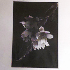 Ken A. Judd “Mountain light in the snow” B&W Macro Floral Photo Print