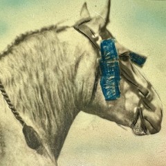 ANTIQUE 1913 Photograph PERCHERON Draft HORSE Grand Champion CA STATE FAIR