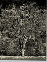 1949 Ansel Adams Yosemite Snowy Oak Tree Original Art Photo Gravure