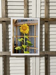 Landscape photograph- Sunflower Standing Tall 8.5×11