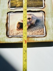 Custom wood Piranha beach photography art home deco by Steve Harris