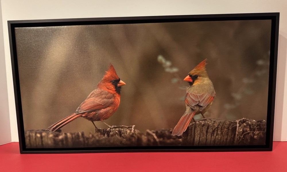 Northern Cardinals 2 Birds ~ Photo on Canvas by Tim DePuydth Photography