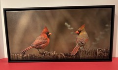 Northern Cardinals 2 Birds ~ Photo on Canvas by Tim DePuydth Photography